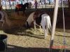 DSC00011.JPG