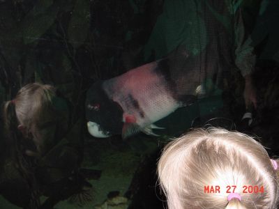 Big Fish.JPG