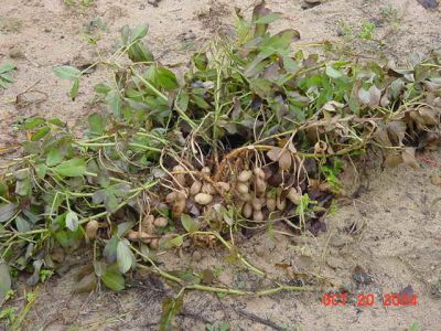 How are peanuts made.JPG