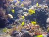 Filename=Can you find nemo.JPG
Filesize=60KiB
Dimensions=640x480
Date added=Jul 19, 2005 Can you find nemo.JPG