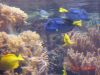 Filename=Dory.JPG
Filesize=60KiB
Dimensions=640x480
Date added=Jul 19, 2005 Dory.JPG