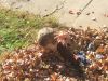 DSCF0671.JPG