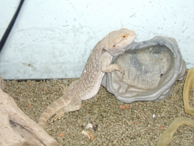 Just for Grammy Dawn
Couldn't forget a picture of the lizard!
