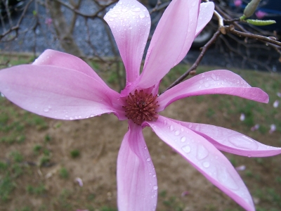 Up close tree bloom
An up close picture of our tree that is starting to bloom
