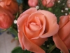 DSCF1851.JPG