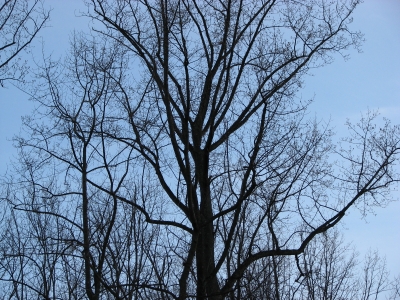 This is a tree.....ahh , yes a tree, it is such a nice tree
