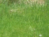 IMG_0982.JPG