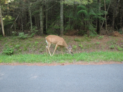 IMG_2432.JPG