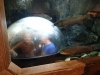 Filename=P9220152.JPG
Filesize=4455KiB
Dimensions=3968x2976
Date added=Sep 29, 2013 P9220152.JPG