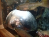 Filename=P9220155.JPG
Filesize=4356KiB
Dimensions=3968x2976
Date added=Sep 29, 2013 P9220155.JPG